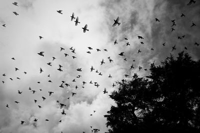 Low angle view of birds flying against sky