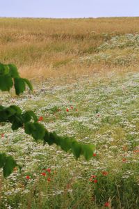 Plants growing on land