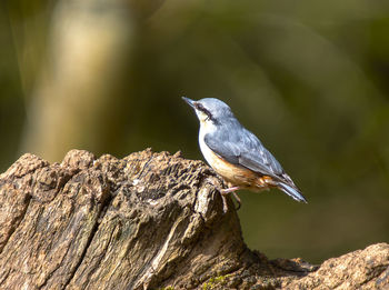 A nuthatch - sitta european - on a fallen tree