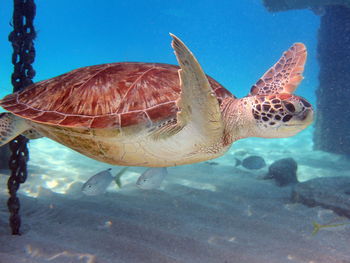 Close-up of fish swimming in sea