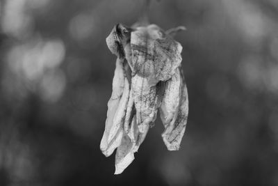 Close-up of wilted plant