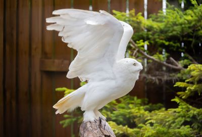 Close-up of white bird flying over wooden post