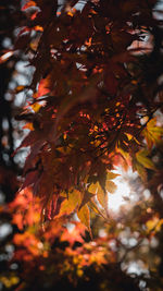 Low angle view of autumnal leaves on tree