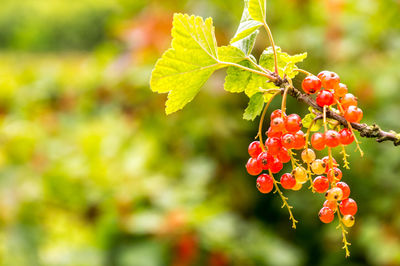 Close-up of red berries growing on plant