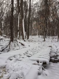Trees on snow covered landscape