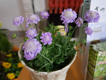 High angle view of purple flowers in pot