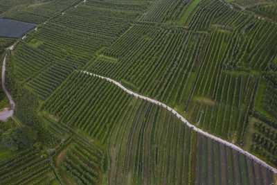 High angle view of corn field