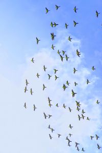 Low angle view of birds flying in sky