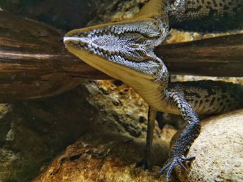 Close-up of lizard on rock