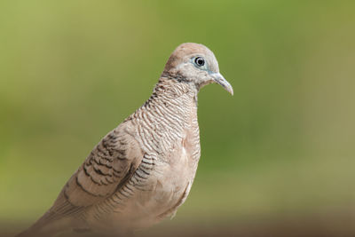 Close-up of a bird