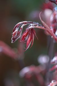 Close-up of red flowering plant