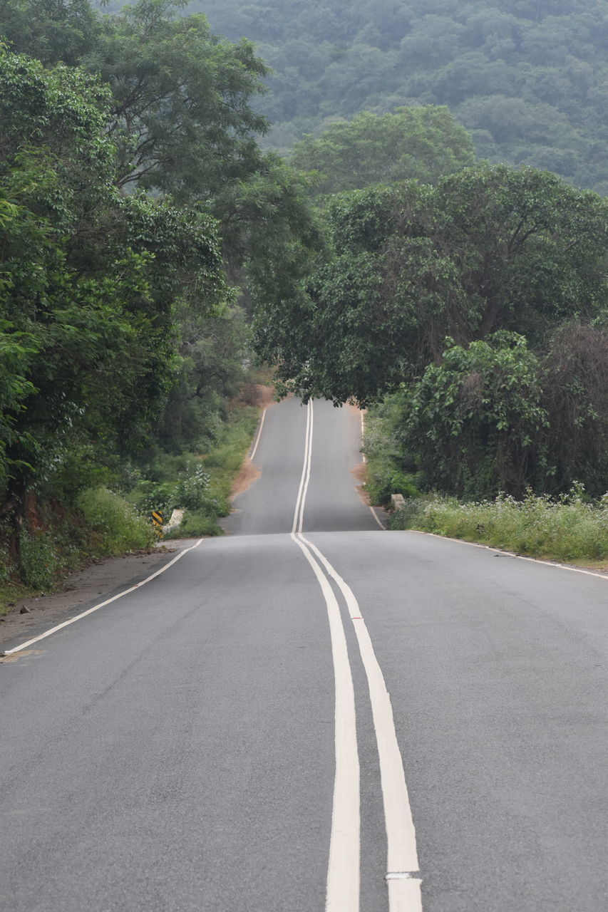 EMPTY ROAD BY TREES