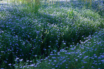 Close-up of purple flowering plants on field