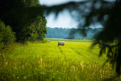 Golden serenity. summer morning bliss in the hay meadow in northern europe