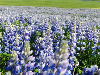 Purple flowering plants on field