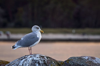 Close-up of seagull perching on rock