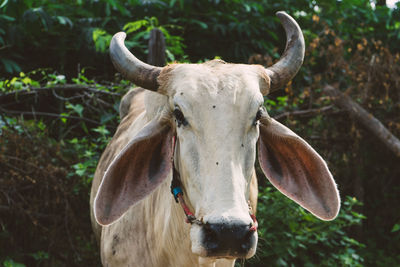 Close-up of cow