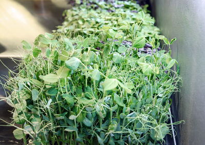 Close-up of potted plant