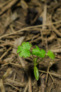 Close-up of plant