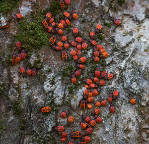 High angle view of orange berries on rock