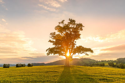 Scenic view of field against sky during sunset