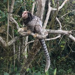 Monkey sitting on tree branch