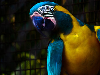 Close-up of blue parrot