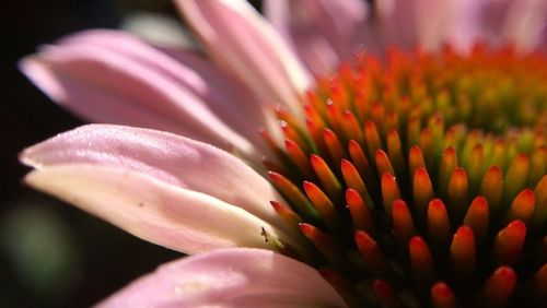 Close-up of pink flower