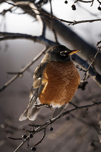 Close-up of bird perching on branch