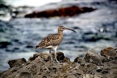 Close-up of bird perching on rock