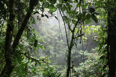 Trees growing in forest