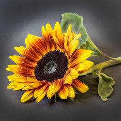 Close-up of sunflower