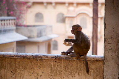 Monkey sitting on retaining wall