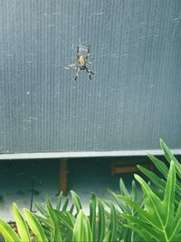 Close-up of spider on plant