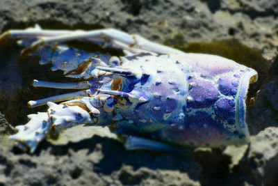 Close-up of fish underwater