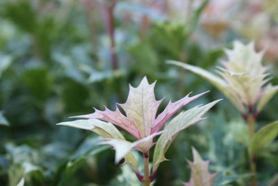 Close-up of flower against blurred background