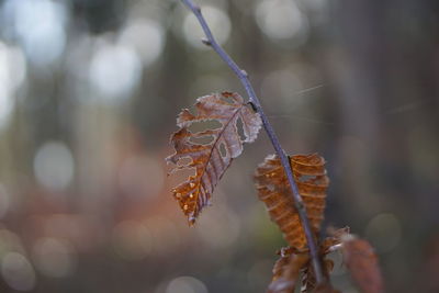 Close-up of dry leaves on plant during winter