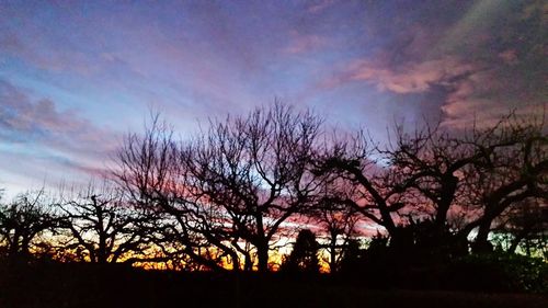 Low angle view of bare trees against sky