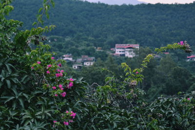 Flowers growing on tree