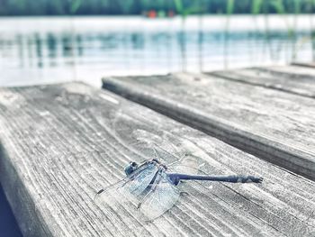 Close-up of insect on table at swimming pool
