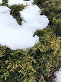 Low angle view of trees against sky