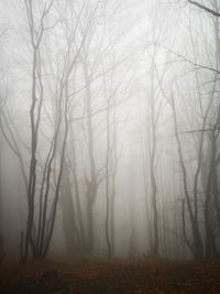 Bare trees in forest