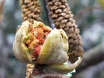 Close-up of snow on christmas tree during winter
