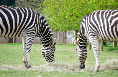 Close-up of zebra standing on grass