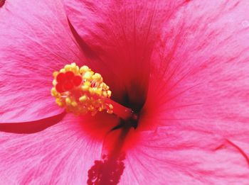 Close-up of pink flower