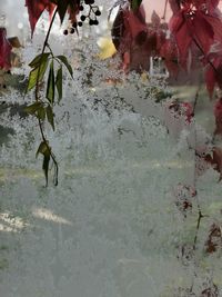 Close-up of frozen plants during winter