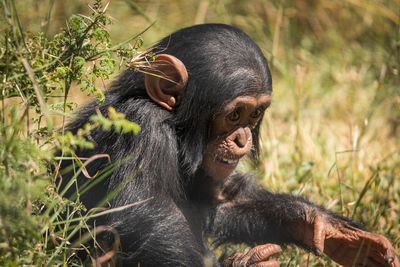 Monkey looking away