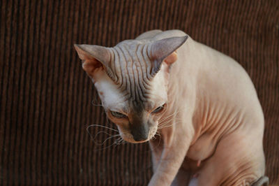 Portrait of sphynx cat in house