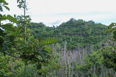 Plants and trees on field against sky