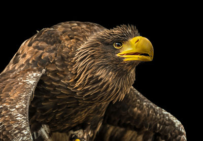 Close-up of eagle